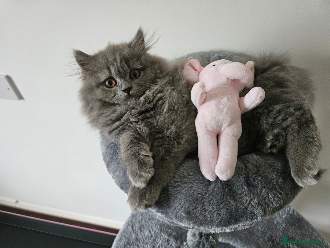British Longhair cats for sale: Gorgeous GCCF long-haired British girl  - Image 22