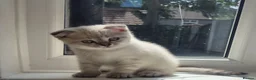 Scottish Fold cats for sale: Scottish Fold &Scottish Straight - Advert 24