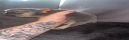 Mixed Breed dogs for sale: French X English bulldog puppies - Advert 20