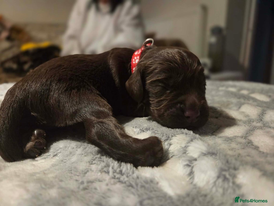 Cocker Spaniel dogs for sale: Working cocker spaniels  - Advert 5