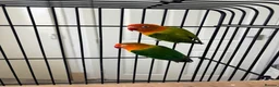 Conures birds for sale: Young Green Ringneck Parrots, Lovebirds & Budgies - Advert 6