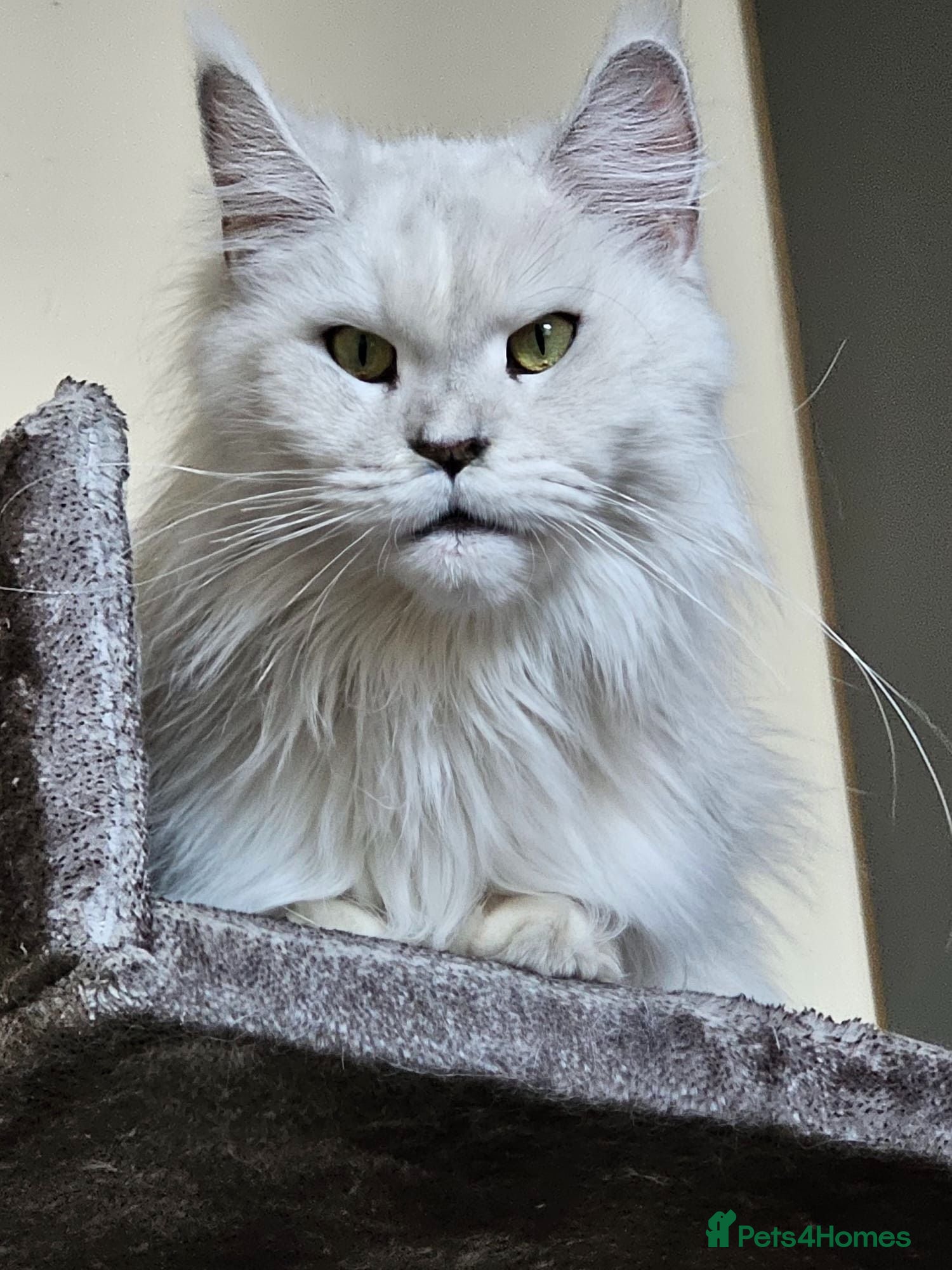 Maine Coon cats Tica Maine Coon kittens  - Advert 14