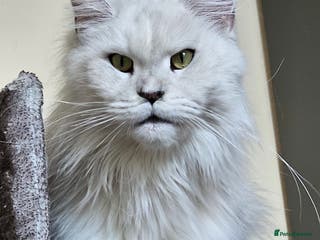 Maine Coon cats Tica Maine Coon kittens - Advert 3