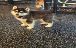 Alaskan Malamute dogs for sale: Full pedigree Alaskan Malamute Puppies - Image 6