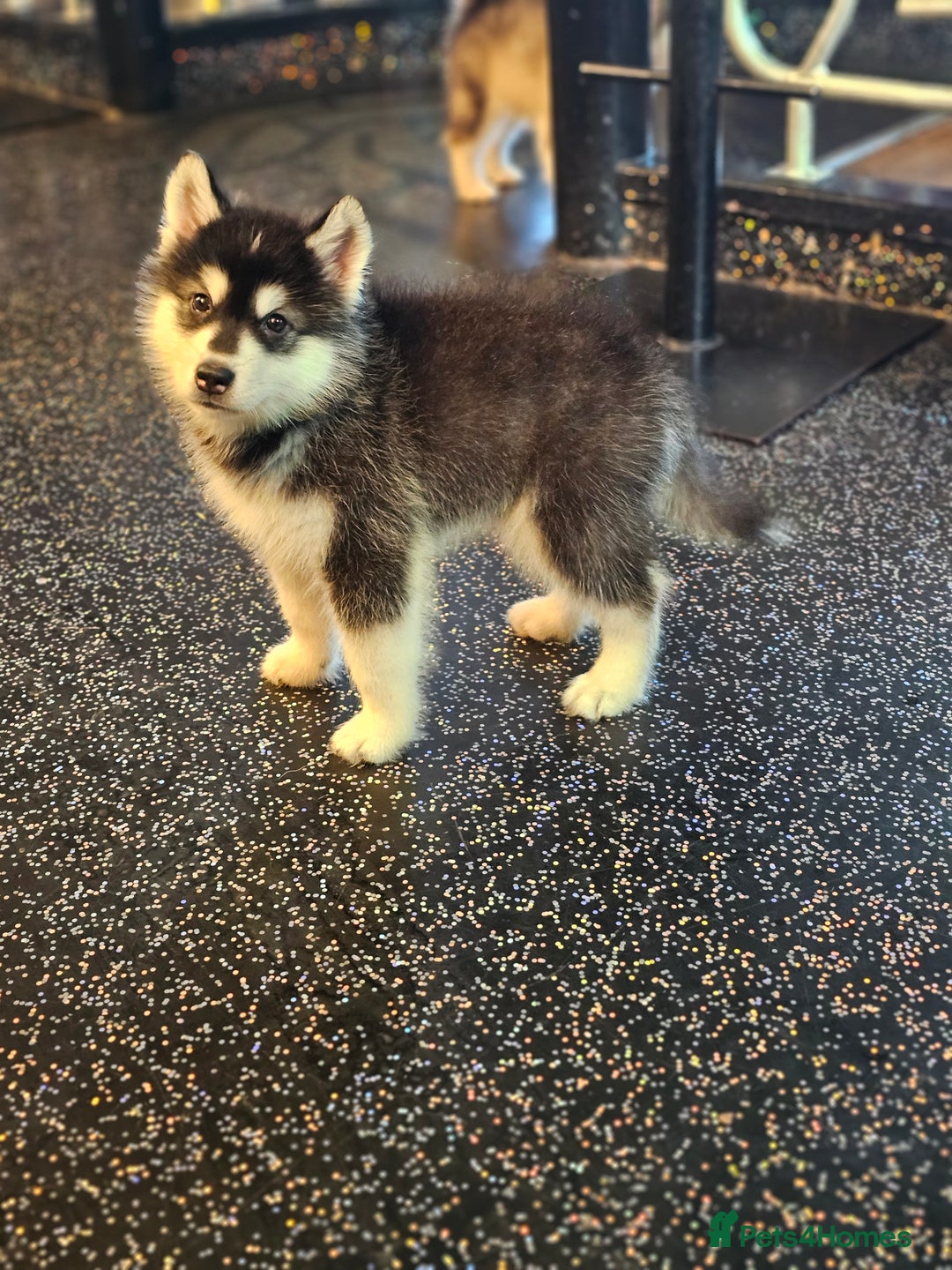 Alaskan Malamute dogs for sale: Full pedigree Alaskan Malamute Puppies - Image 6