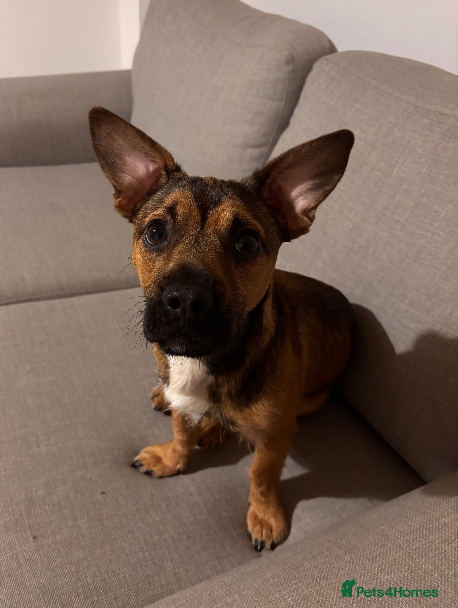 Mixed Breed dogs Dougie - Frenchie X Jack Russel  - Advert 3