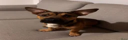 Mixed Breed dogs for sale: Dougie - Frenchie X Jack Russel  - Advert 1