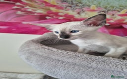 Oriental cats for sale: Oriental and Siamese Gccf registered kittens. - Image 13