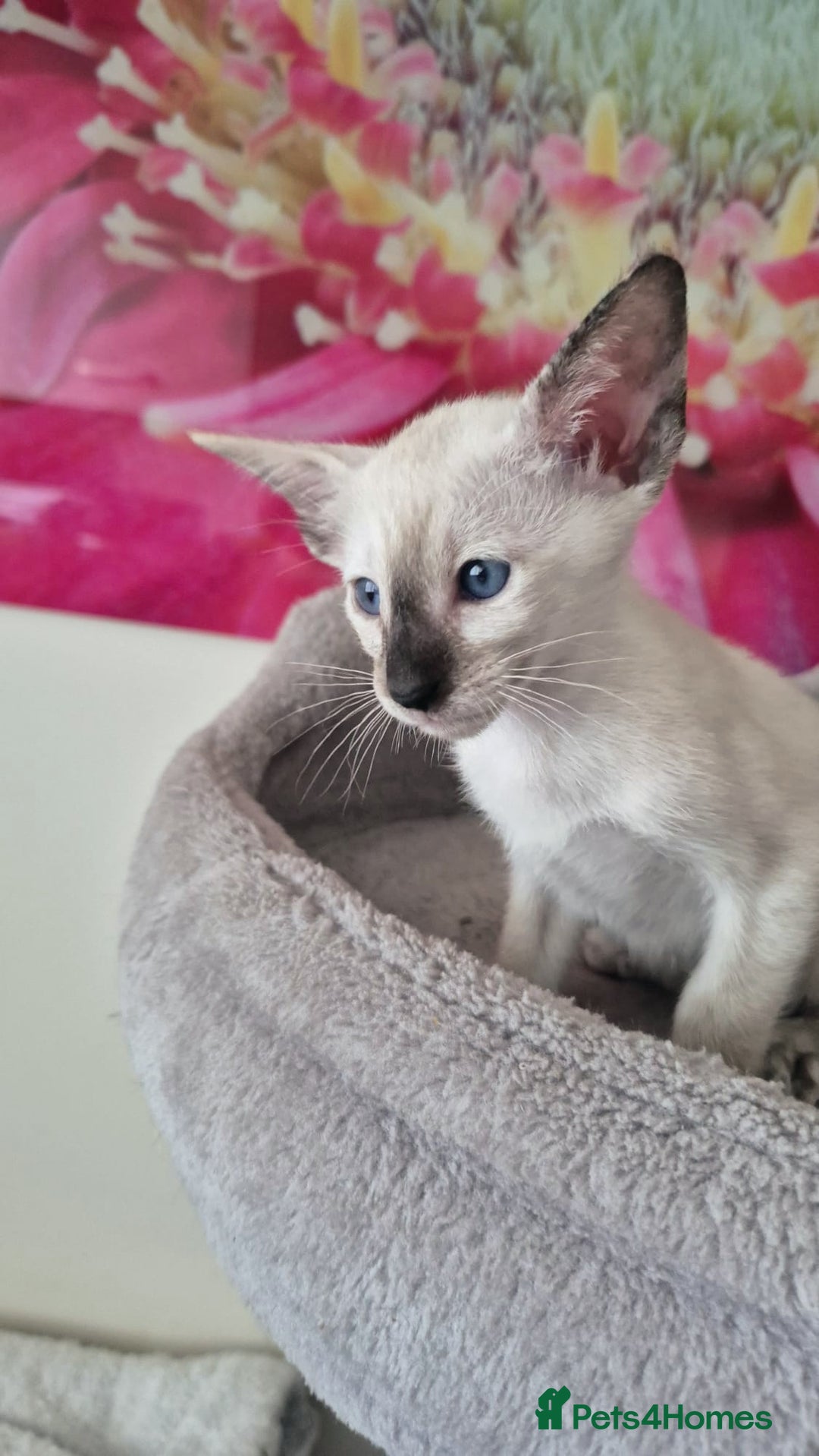 Oriental cats for sale: Oriental and Siamese Gccf registered kittens. - Image 13