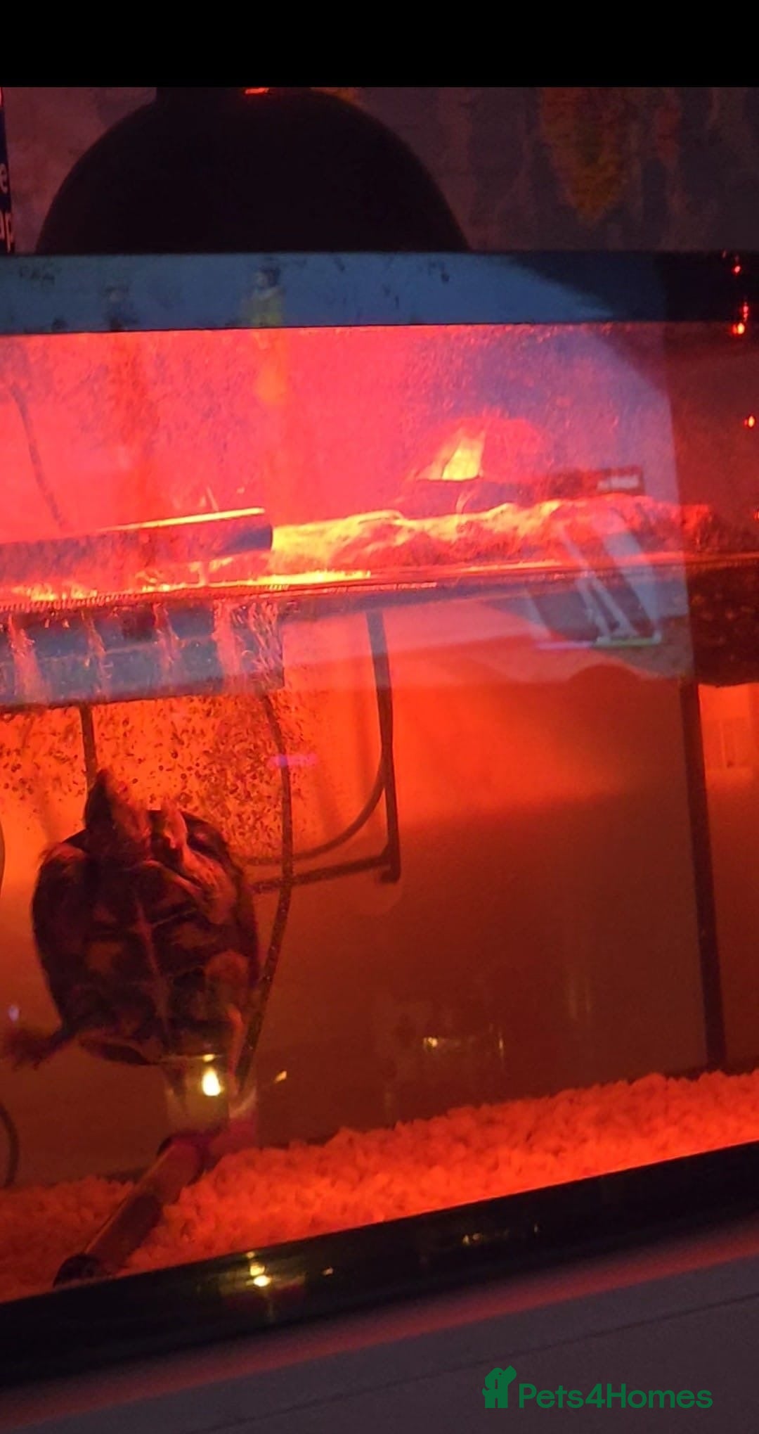 Turtle reptiles for sale: Terrapin musk turtles for sale  - Image 5