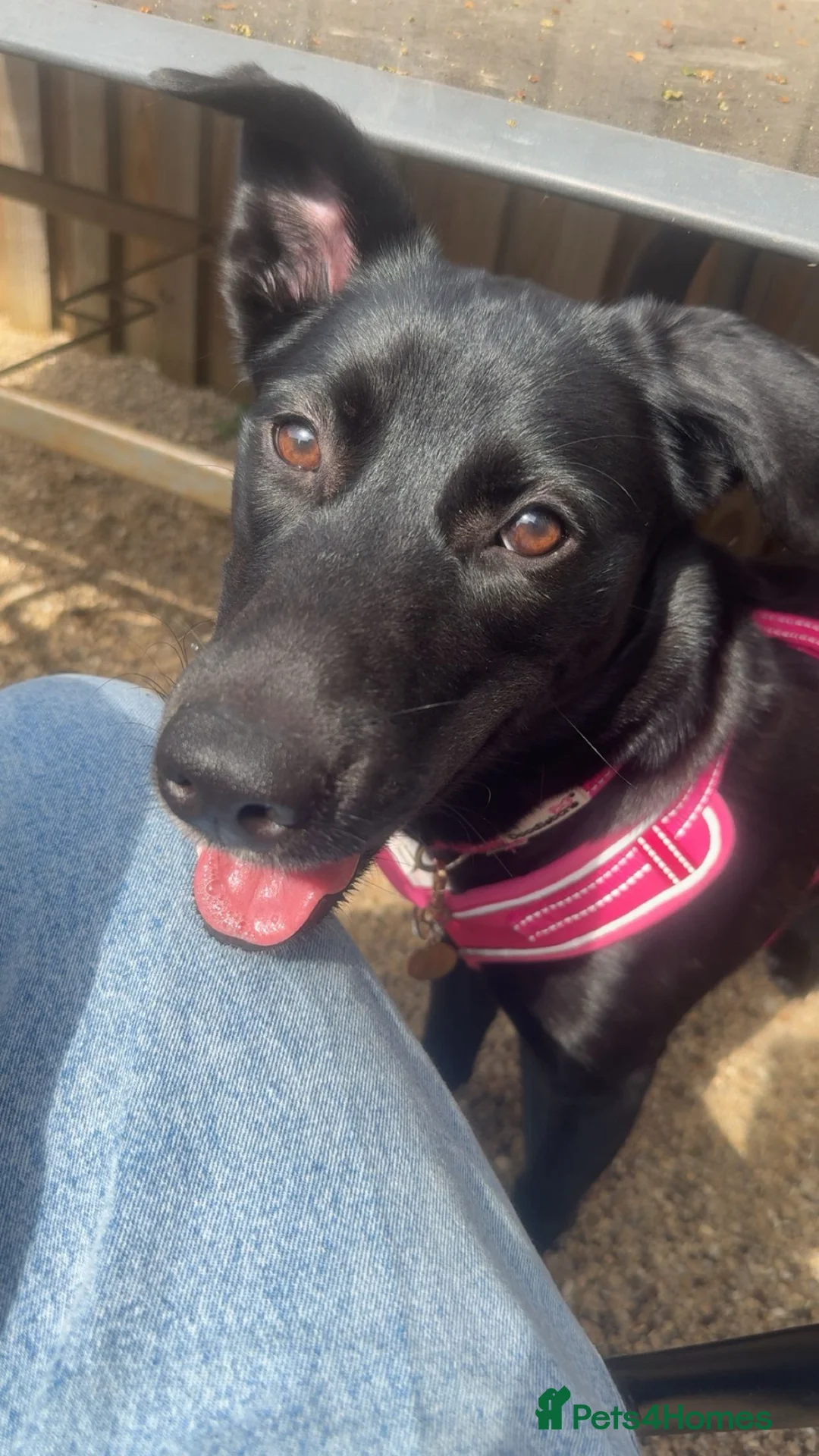 Mixed Breed dogs for sale: Storm (Labsky) in Spalding - Advert 1