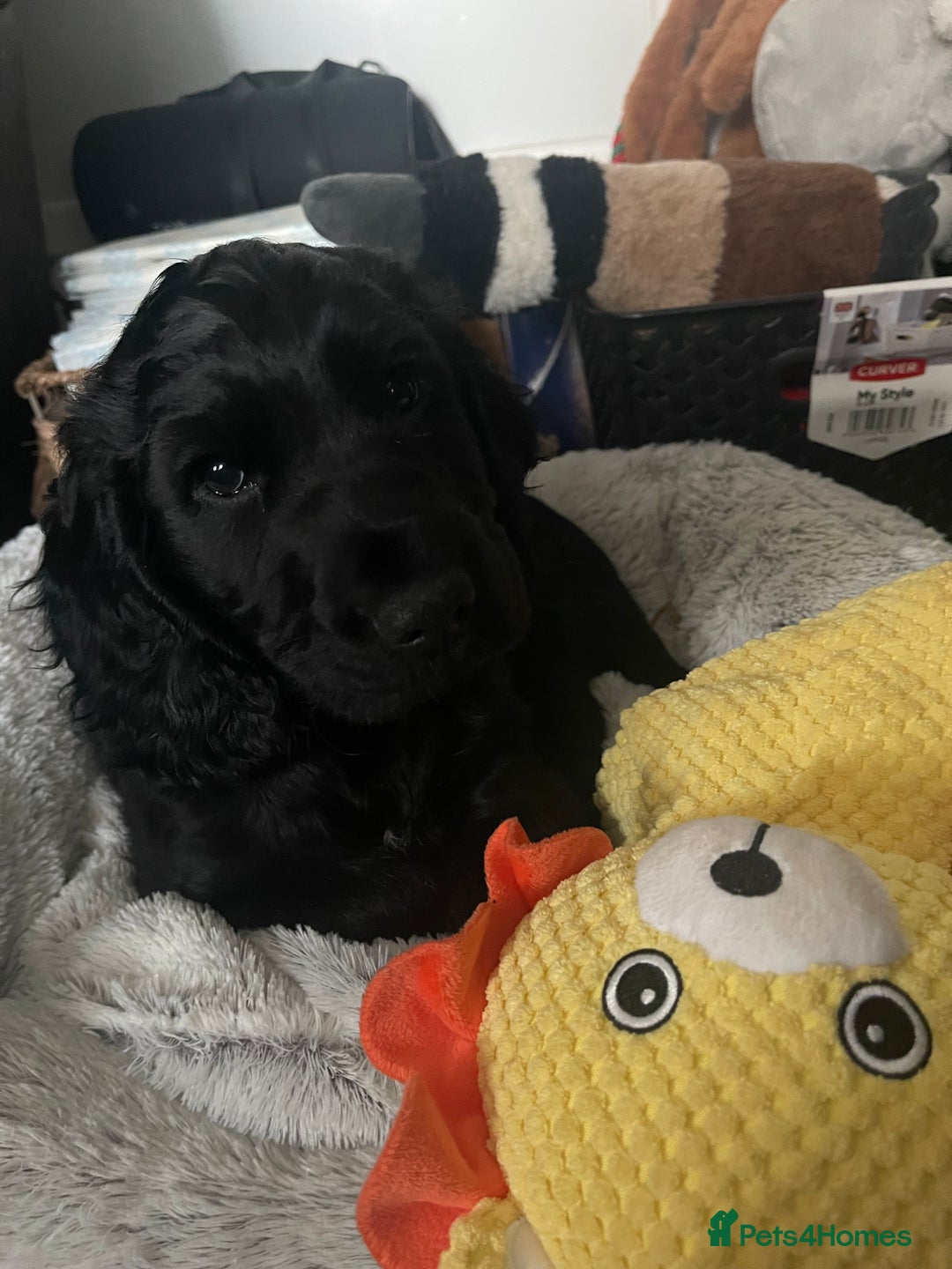Cocker Spaniel dogs for sale: 10 week old male Cocker Spaniel  - Advert 6