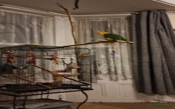 Parrots birds for sale: 11 month old male caique  - Image 3