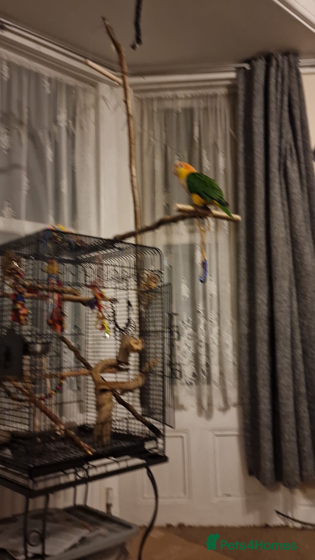 Parrots birds for sale: 11 month old male caique  - Image 3