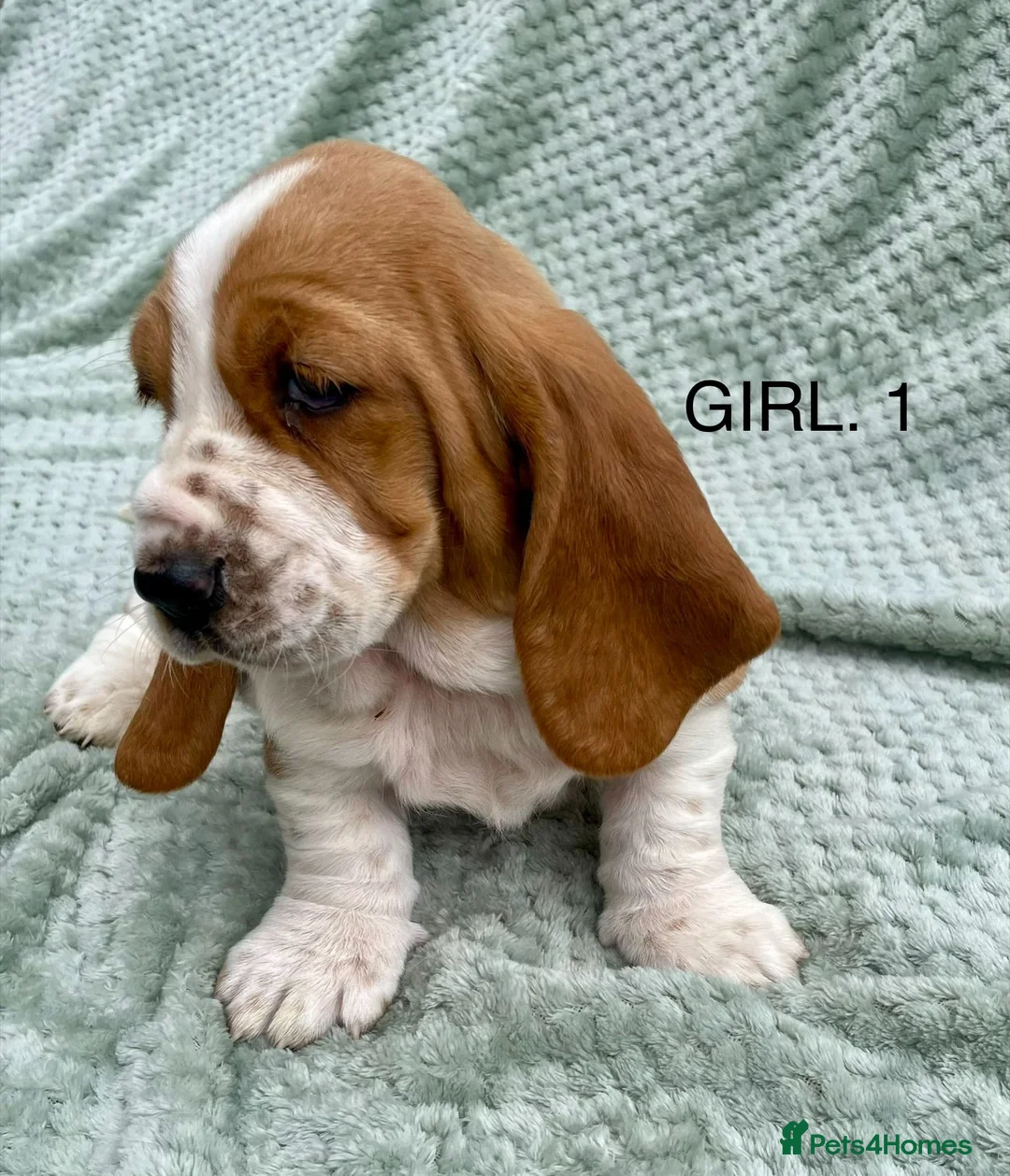Basset Hound dogs for sale: Beautiful Basset Hound Puppies in Brecon - Advert 2
