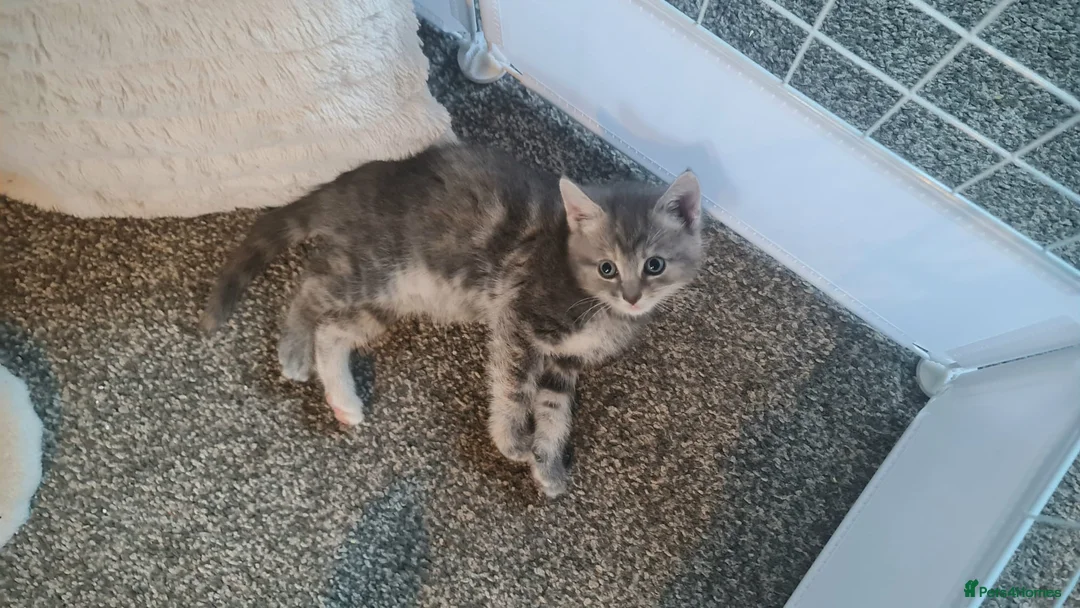 British Longhair cats for sale: Beautiful kittens in Leicester - Advert 4