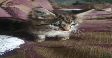 Mixed Breed cats - Advert 8