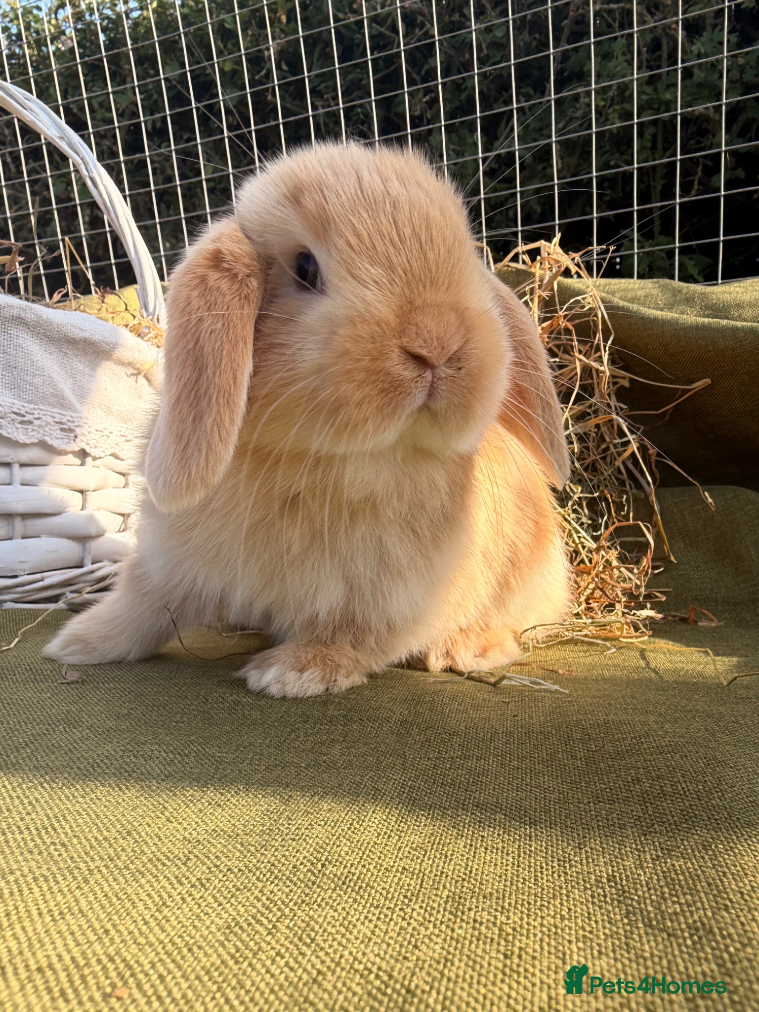 Mini Lop rabbits *Mini Lop Babies  - Advert 2