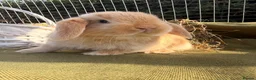 Mini Lop rabbits for sale: *Mini Lop Babies  - Advert 9