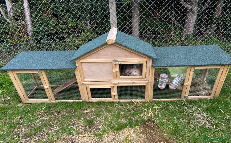 Mini Lop rabbits - Advert 12