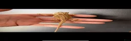 Bearded Dragon reptiles for sale: Baby bearded dragons hypos mixed  - Advert 6