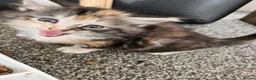 British Longhair cats for sale: Georgous silver silver & ginger Longhaired kittens - Advert 4