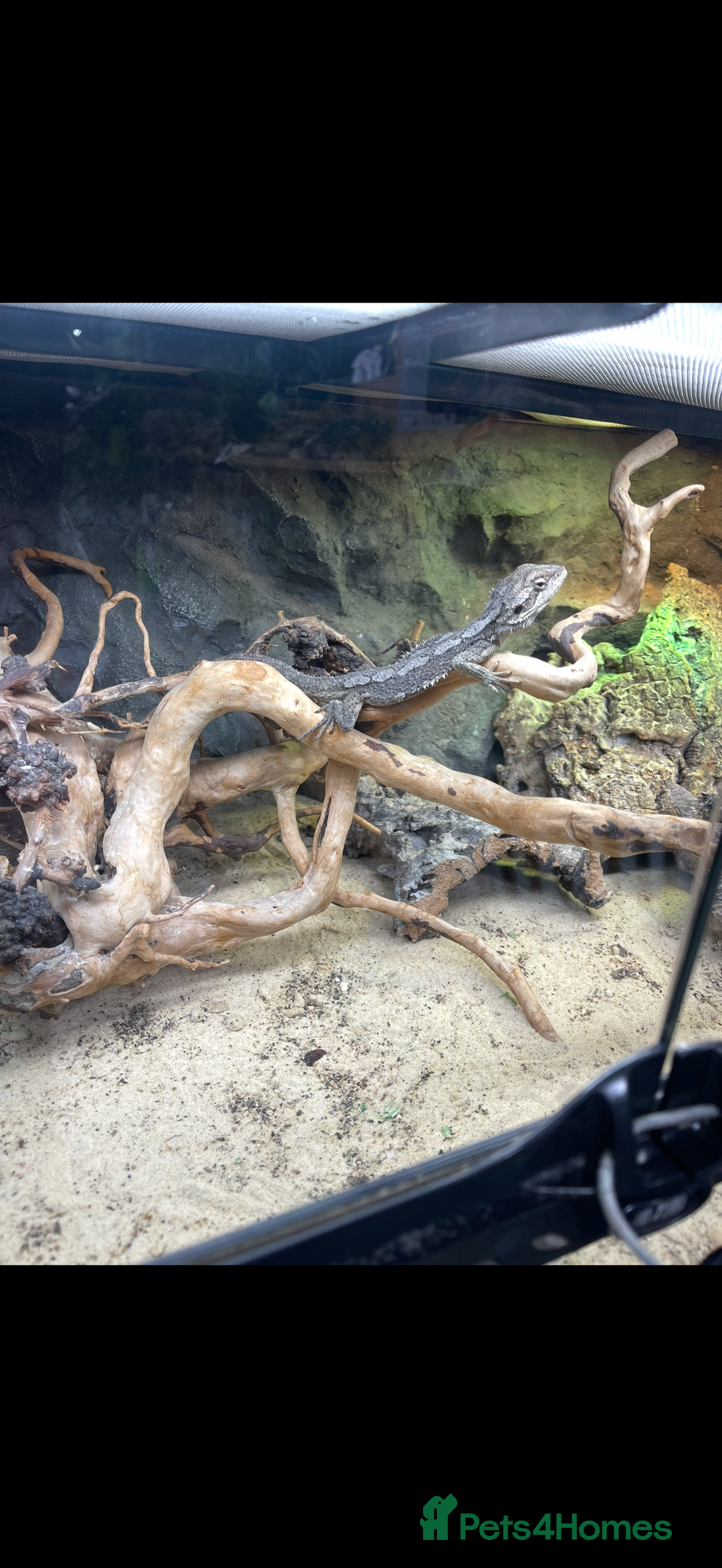 Dragon reptiles for sale: Mini Bearded Dragon Pogona Minor - Image 2