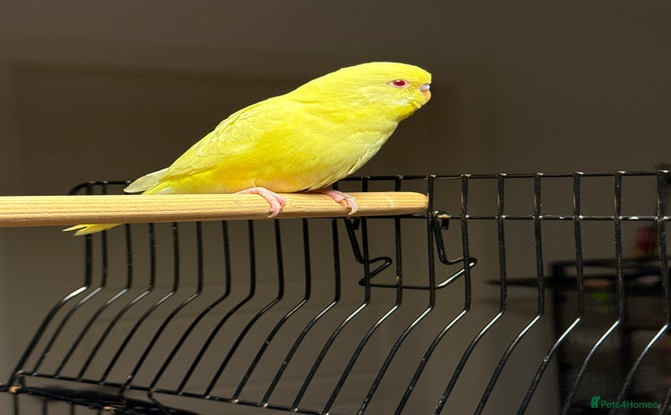 Budgerigars birds Budgie yellow Latino female semi tamed   - Advert 12