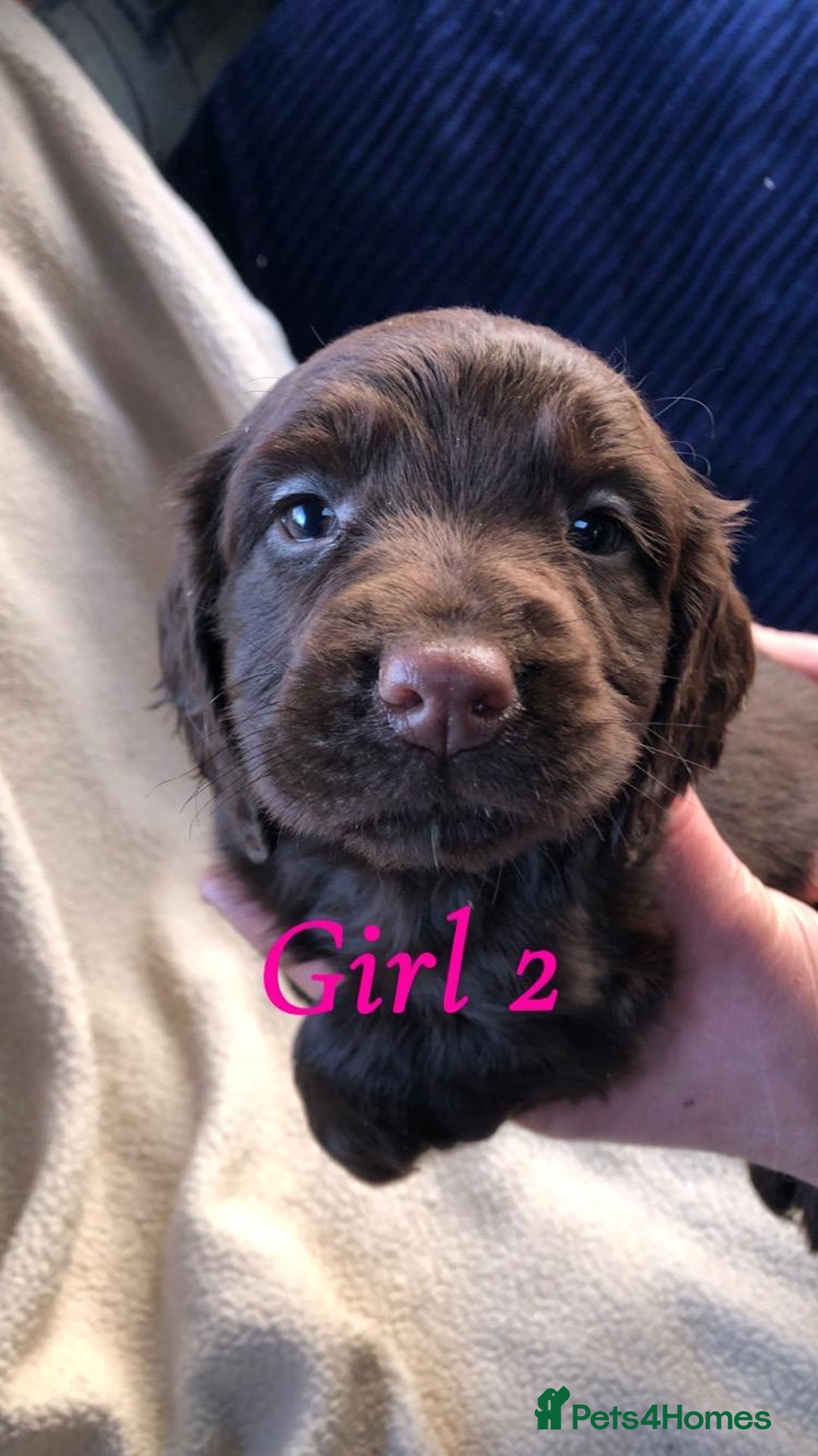Cocker Spaniel dogs for sale: Beautiful Cocker Spaniel Puppies - Advert 6