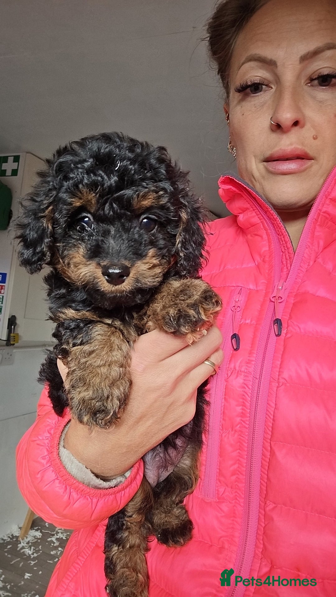 Jackapoo dogs for sale: Extra curly Jackapoos - Image 4