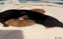 Domestic Shorthair cats for sale: 1 male ginger and 2 female black and white cats - Image 8