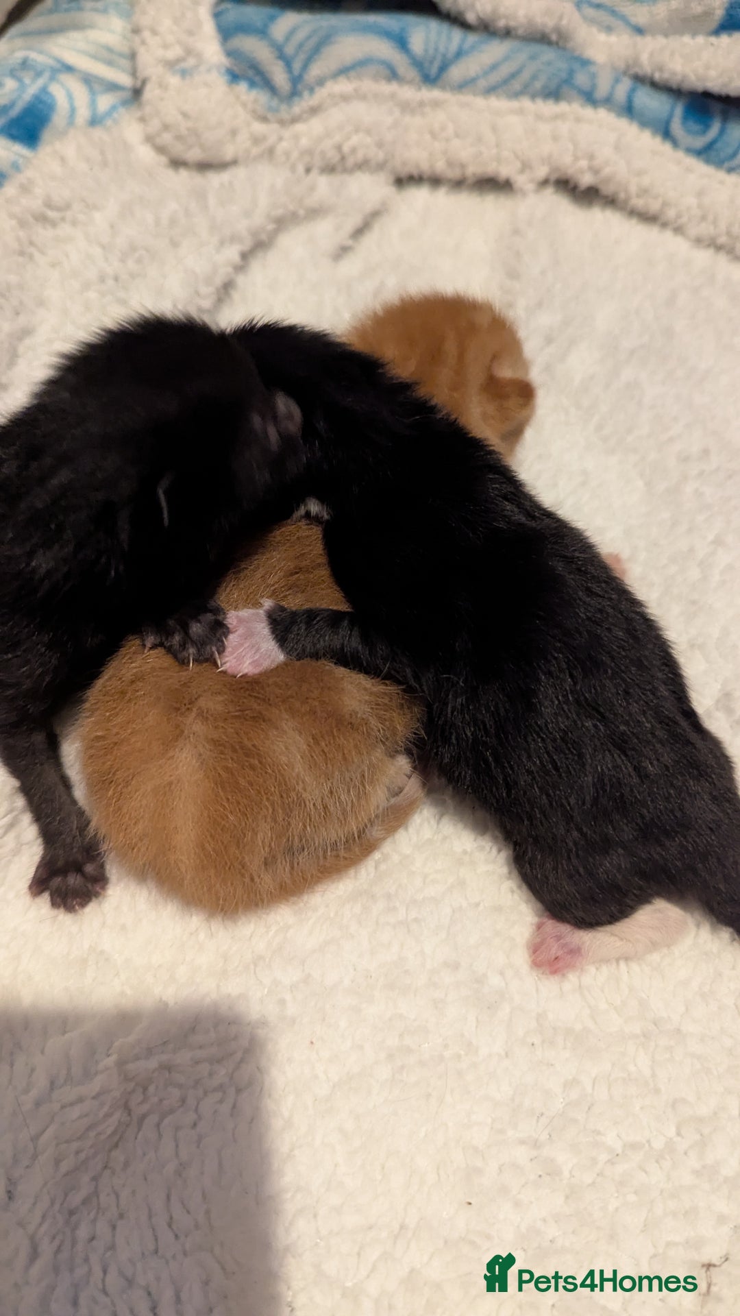 Domestic Shorthair cats for sale: 1 male ginger and 2 female black and white cats - Image 8