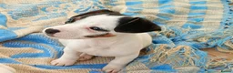 Jack Russell dogs for sale: Jack russell puppies ready now  in Badminton - Advert 12