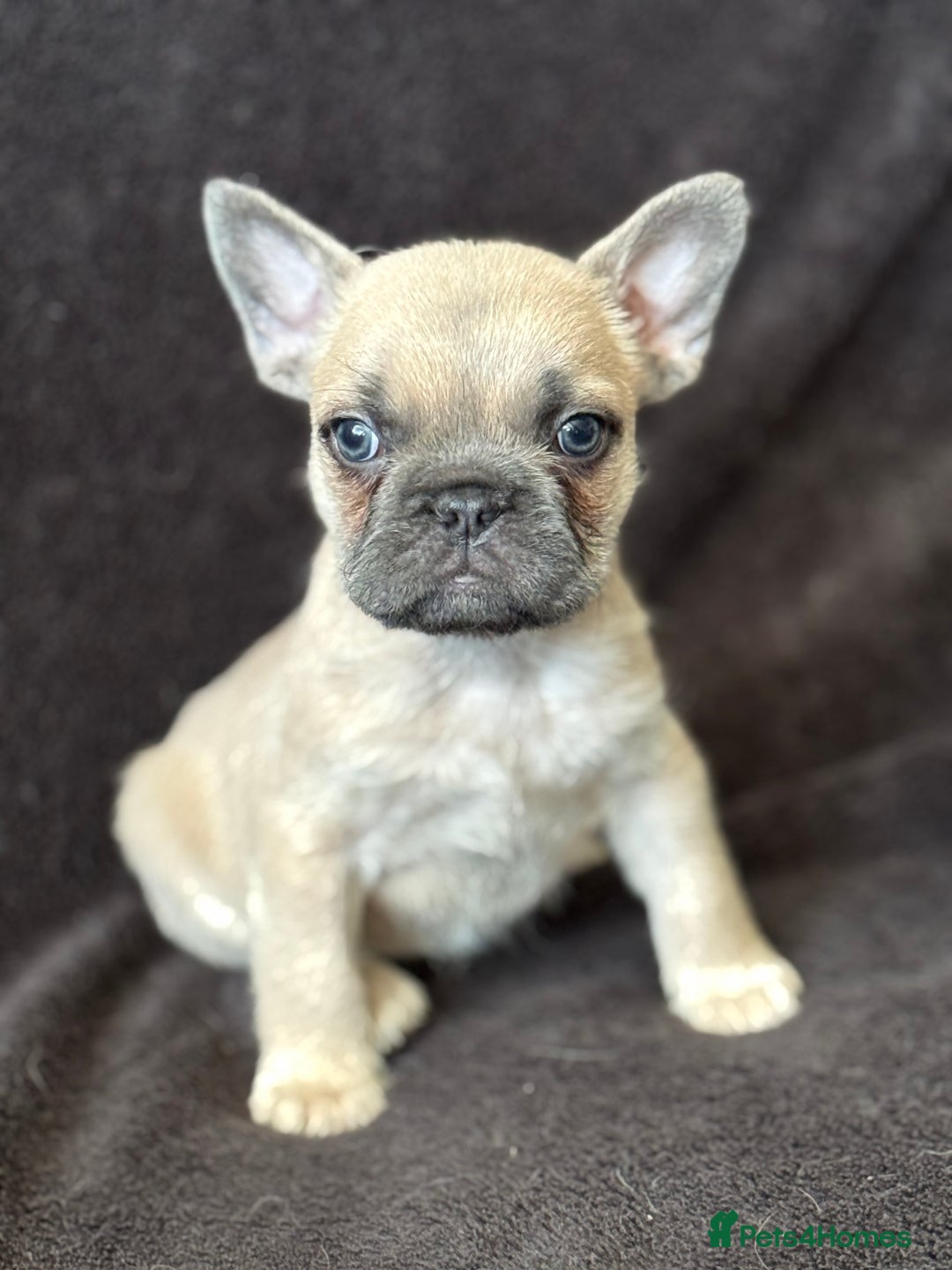French Bulldog dogs for sale: French bulldog puppy  - Advert 1