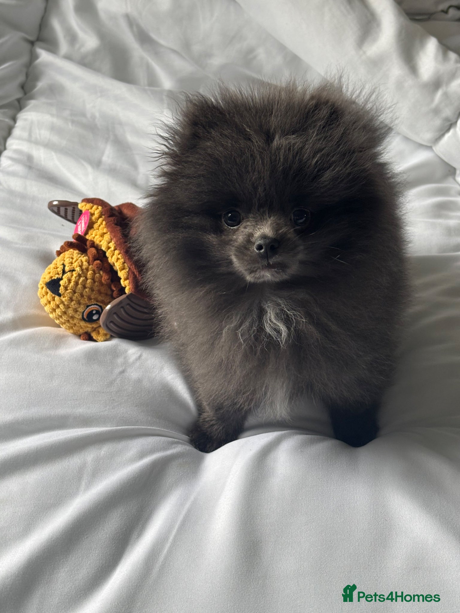 Pomeranian dogs Tiny blue Pomeranian  - Advert 1