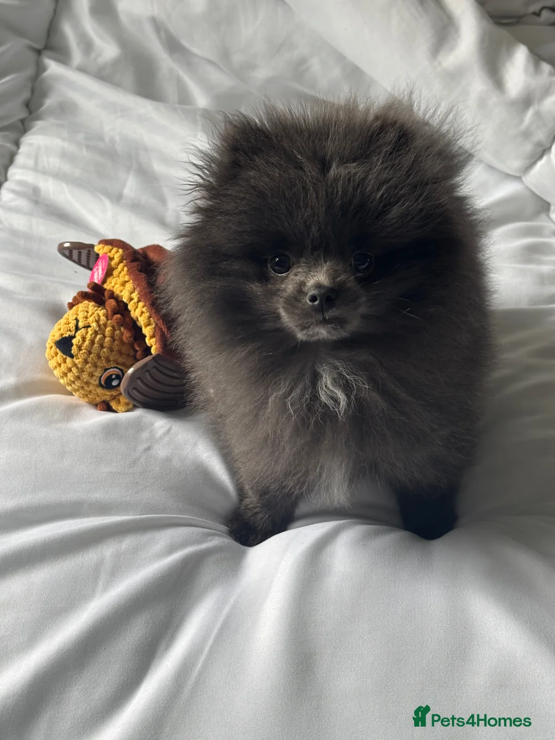 Pomeranian dogs for sale: Tiny blue Pomeranian  - Advert 1