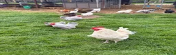 Chickens poultry for sale: Chickens for sale - Advert 3
