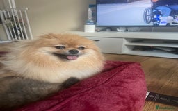 Pomeranian dogs for sale: Pomeranian 2 boy and 1 girl for sale KC reg - Image 2