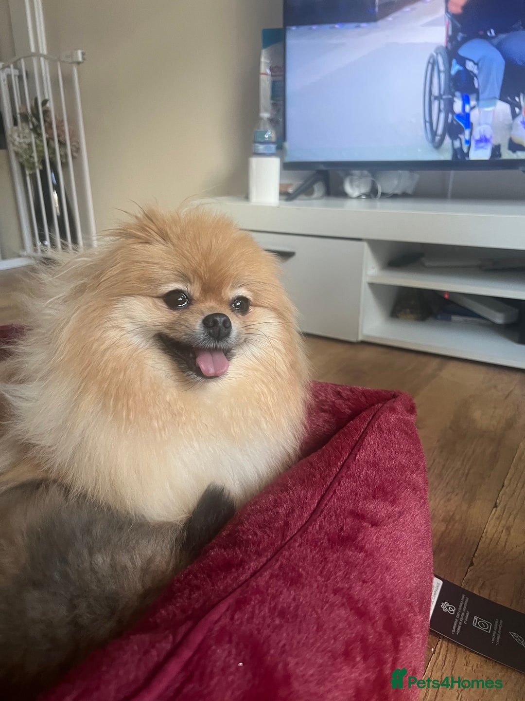 Pomeranian dogs for sale: Pomeranian 2 boy and 1 girl for sale KC reg - Image 2