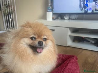 Pomeranian dogs Russian bloodline pomeranian Kc registered - Advert 18