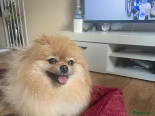 Pomeranian dogs Russian bloodline pomeranian Kc registered - Advert 14