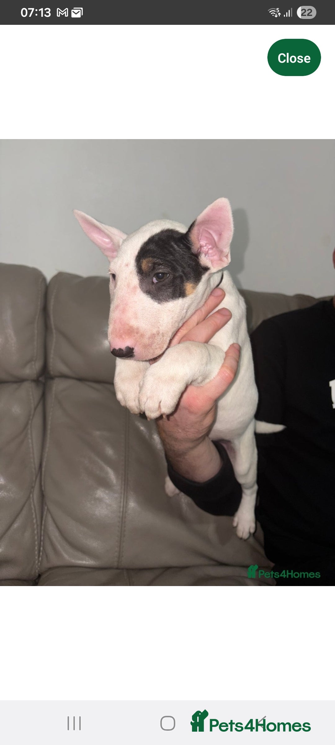 English Bull Terrier dogs for sale: English bull terrier bitch pup - Advert 3
