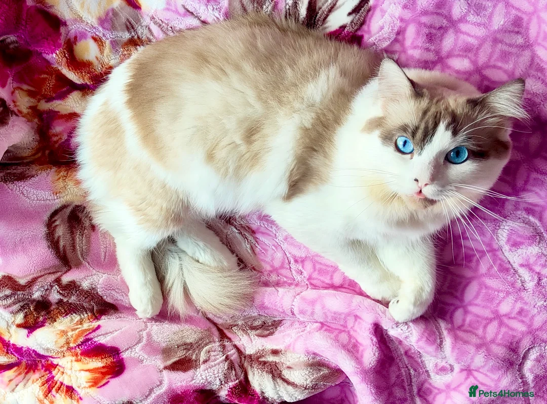 Ragdoll cats for stud: BiColour Ragdoll Available for Stud - Advert 2
