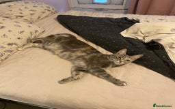 Mixed Breed cats for sale: Cross between main coon and Russian blue  - Image 1