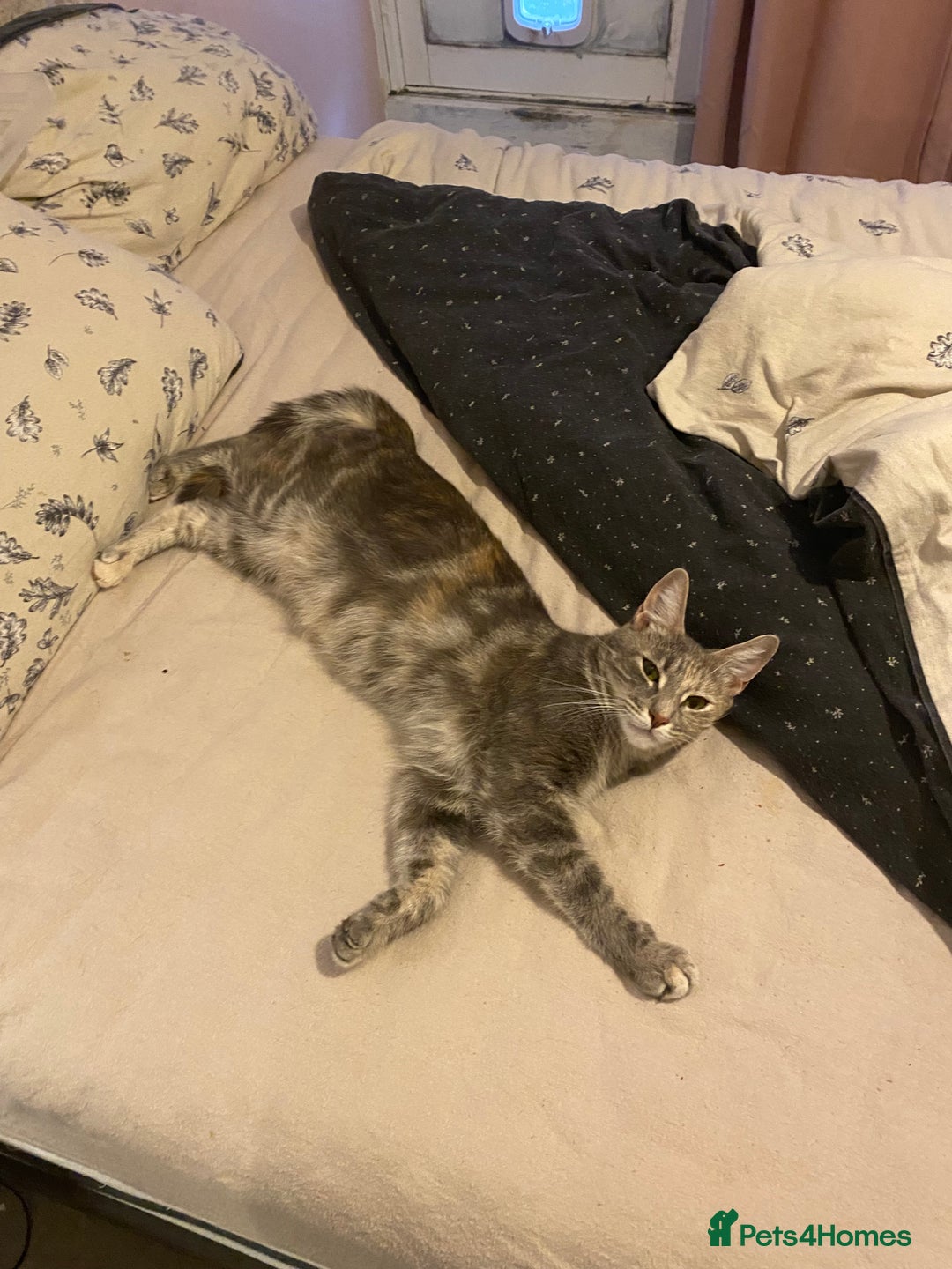 Mixed Breed cats for sale: Cross between main coon and Russian blue  - Image 1