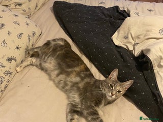 Mixed Breed cats - Advert 1