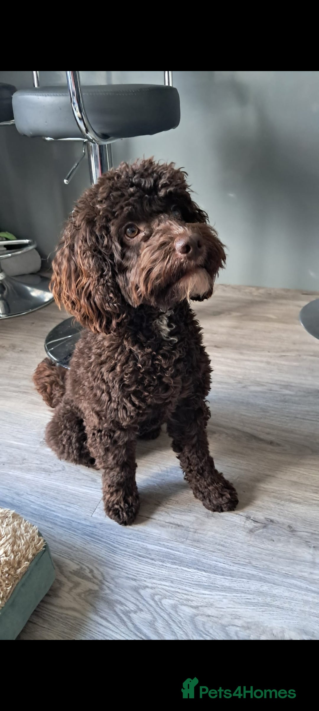 Cockapoo dogs for stud: Cockapoo for stud F2 chocolate proven  - Image 5