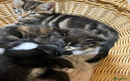 British Shorthair cats for sale: Gorgeous friendly kittens - Image 11