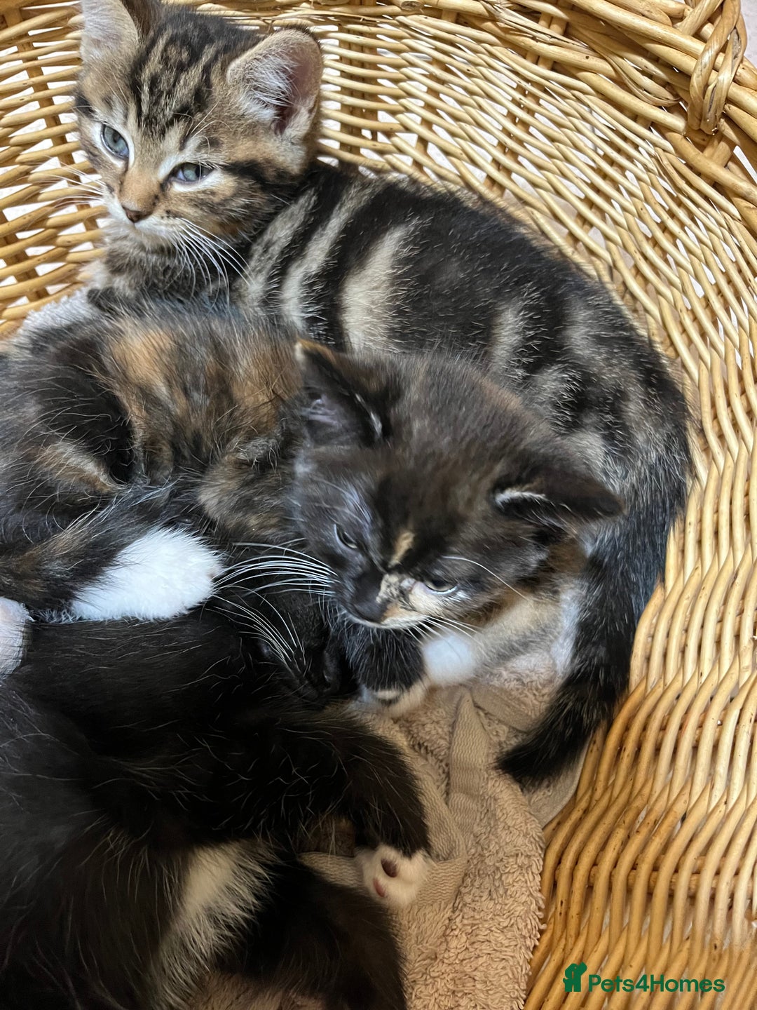 British Shorthair cats for sale: Gorgeous friendly kittens - Image 11