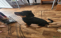 Rottweiler dogs for sale: 8 month old Rottweiler  - Image 10